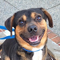 adopt a pet