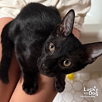 adopt a pet
