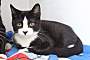 UPSIDE DOWN PINEAPPLE - Domestic Shorthair available for adoption