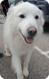House Springs Mo Great Pyrenees Meet Megatron A Pet For Adoption