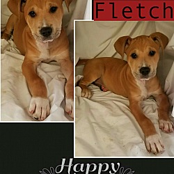 Thumbnail photo of Fletch pending adoption #1