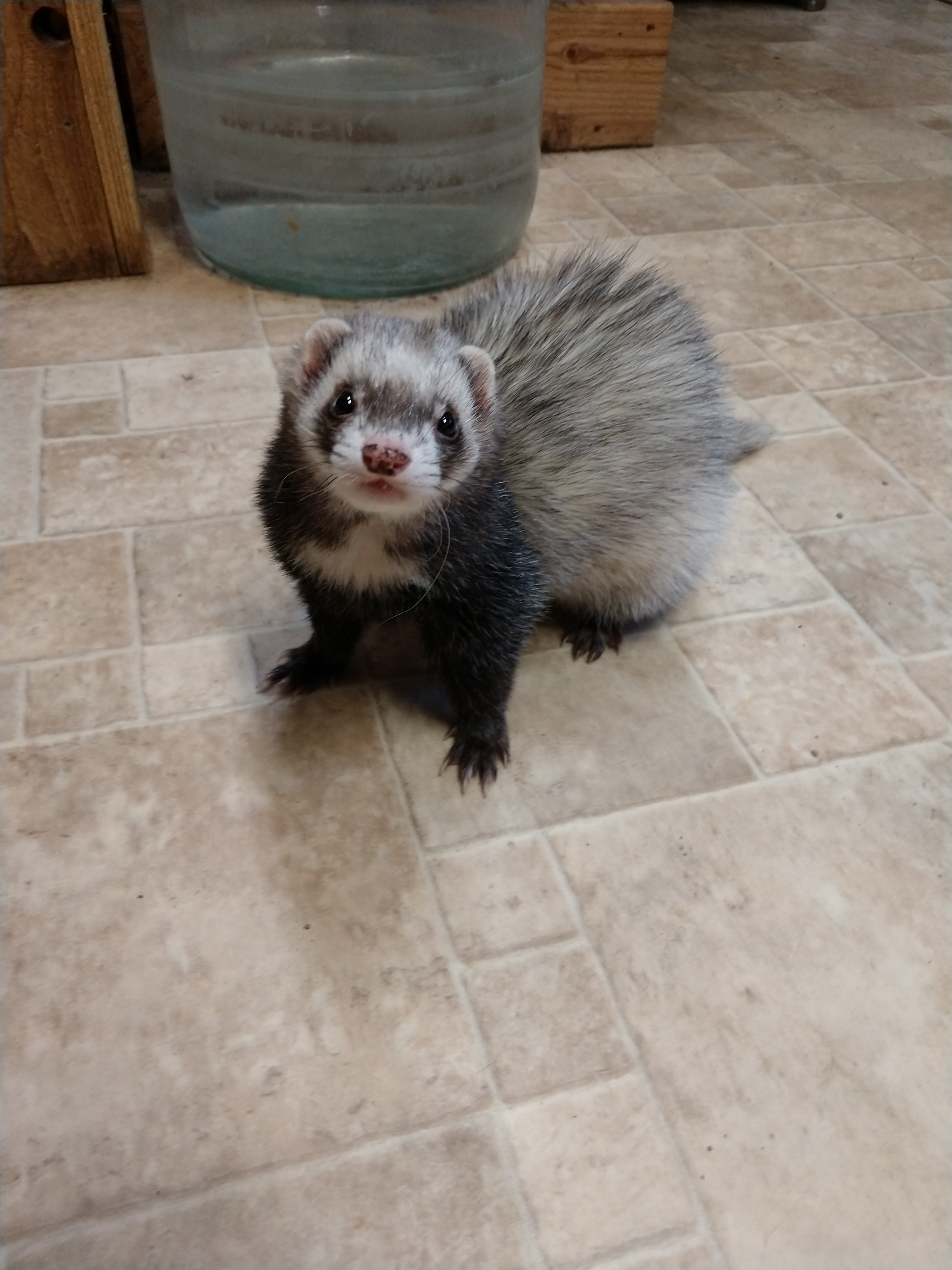 giant russian ferret for sale