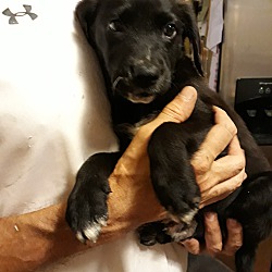 Thumbnail photo of Midnight-adoption pending #1