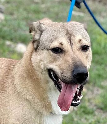 Pittsburgh, PA - German Shepherd Dog/Canaan Dog. Meet Sandy a Pet for ...