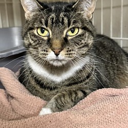 Photo of Sophie Cat