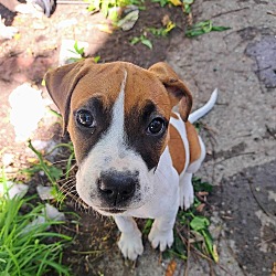 Photo of Cheerio