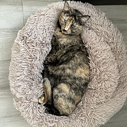 Photo of Kiwi
