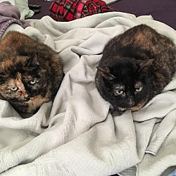 Thumbnail photo of Jack &/or Luna-Pretty Torties #3