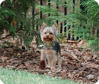 Charlotte, NC - Yorkie, Yorkshire Terrier. Meet Riley a ...