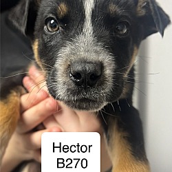 Thumbnail photo of Hector B270 #1