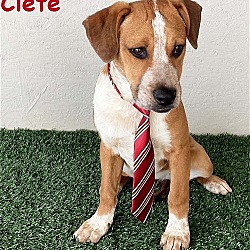 Thumbnail photo of Clete #1