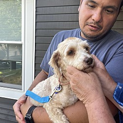 Thumbnail photo of ROMI     15 POUNDS    FOSTERED IN NEW JERSEY #2