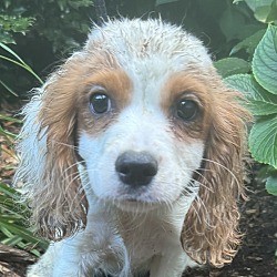 Thumbnail photo of Cavachon Charlie #1