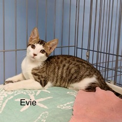 Thumbnail photo of Evie #1