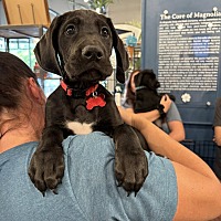 adopt a pet