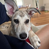 adopt a pet