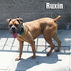 Thumbnail photo of Ruxin #2