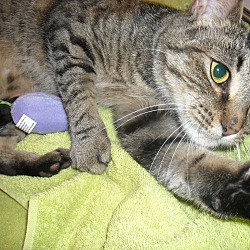 Thumbnail photo of Nelson (Gentle-Adopt. Pending) #3