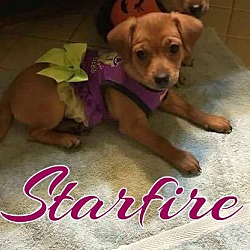 Thumbnail photo of Starfire #3