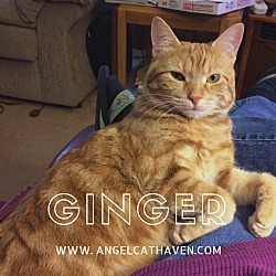 Thumbnail photo of Ginger #3