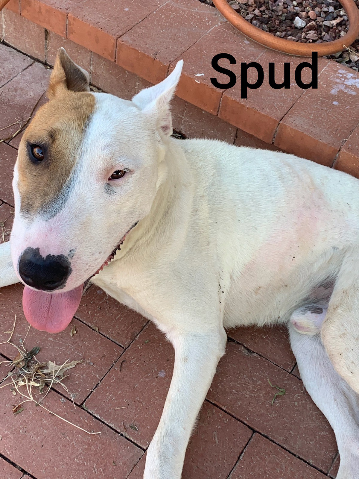 spud bull terrier