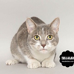 Thumbnail photo of TALLULAH #3