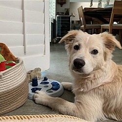 Photo of Toby
