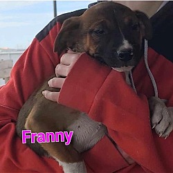 Thumbnail photo of Franny #4