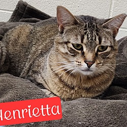 Photo of Henrietta