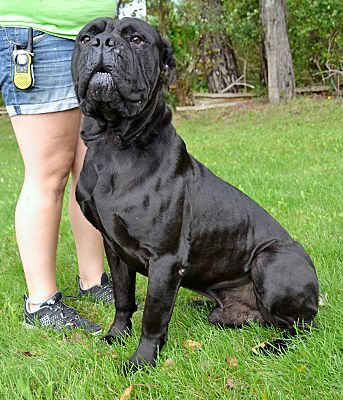 Michigan City In Cane Corso Meet Bucci A Pet For Adoption