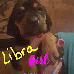 Photo of Libra