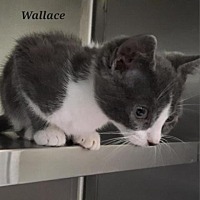 Photo of Wallace