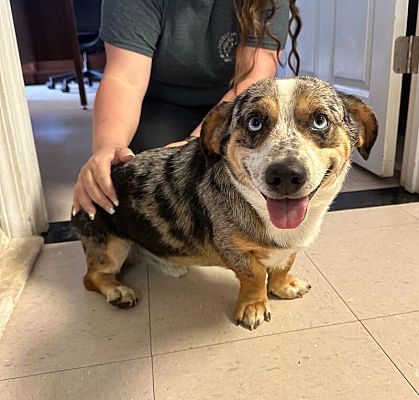Corgi catahoula mix new arrivals