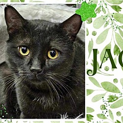 Thumbnail photo of Jag #1