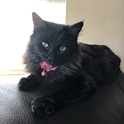 Photo of Boo the Queen of Darkness