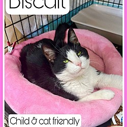 Photo of Biscuit, Willow Grove PA (FCID 04/18/2024-147)