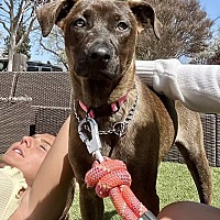adopt a pet