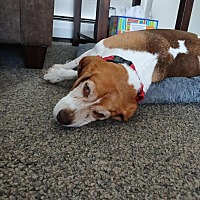 adopt a pet