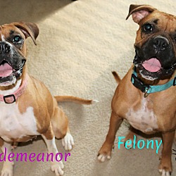 Photo of Misdemeanor "Missy" and Felony