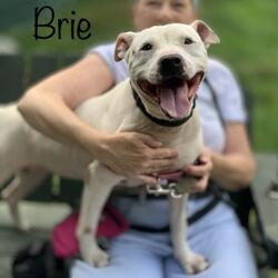 Thumbnail photo of Brie #2