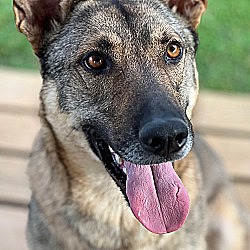 Photo of Shadow