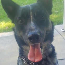 Photo of Simba