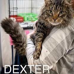 Photo of Dexter:  DLH (FCID# 02/13/2024 - 26 Trainer)