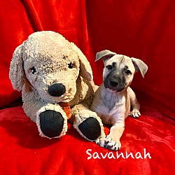 Thumbnail photo of Savannah #2