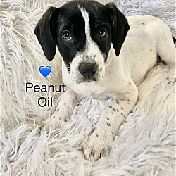 Photo of Peanut Oil