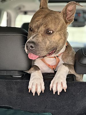 Beverly Hills, CA - Staffordshire Bull Terrier. Meet Girlie a Pet for ...