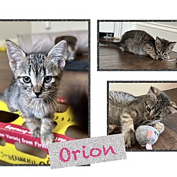 Thumbnail photo of Orion #3