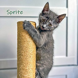 Photo of Sprite