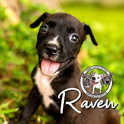 Thumbnail photo of Raven Bethea #1