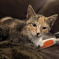 adopt a pet
